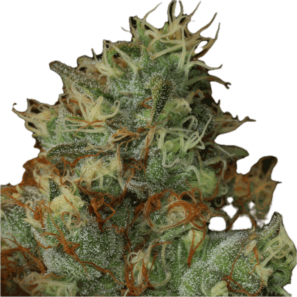 Buzz Flower